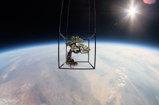 Illustration for article titled In the Ultimate in Installation Pieces, Artist Sends Plants Into Space